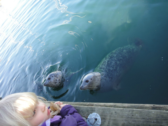 Seals at Fisherman's Wharf Victoria BC