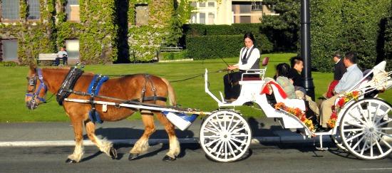 Horse Carriage Victoria BC Downtown