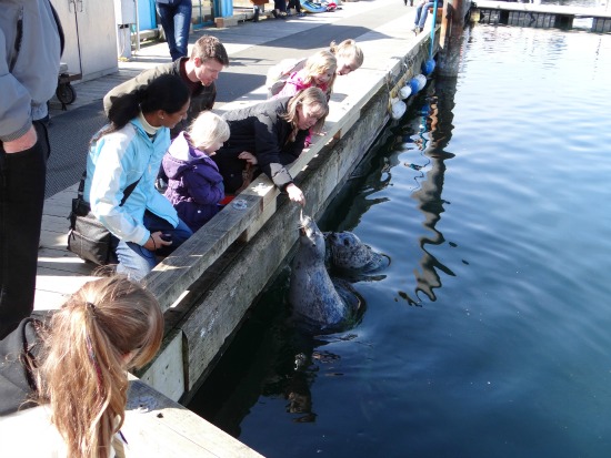 Feeding seals near Barb's Fish and Chips restaurant Victoria BC 